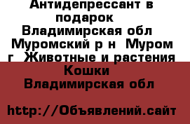 Антидепрессант в подарок! - Владимирская обл., Муромский р-н, Муром г. Животные и растения » Кошки   . Владимирская обл.